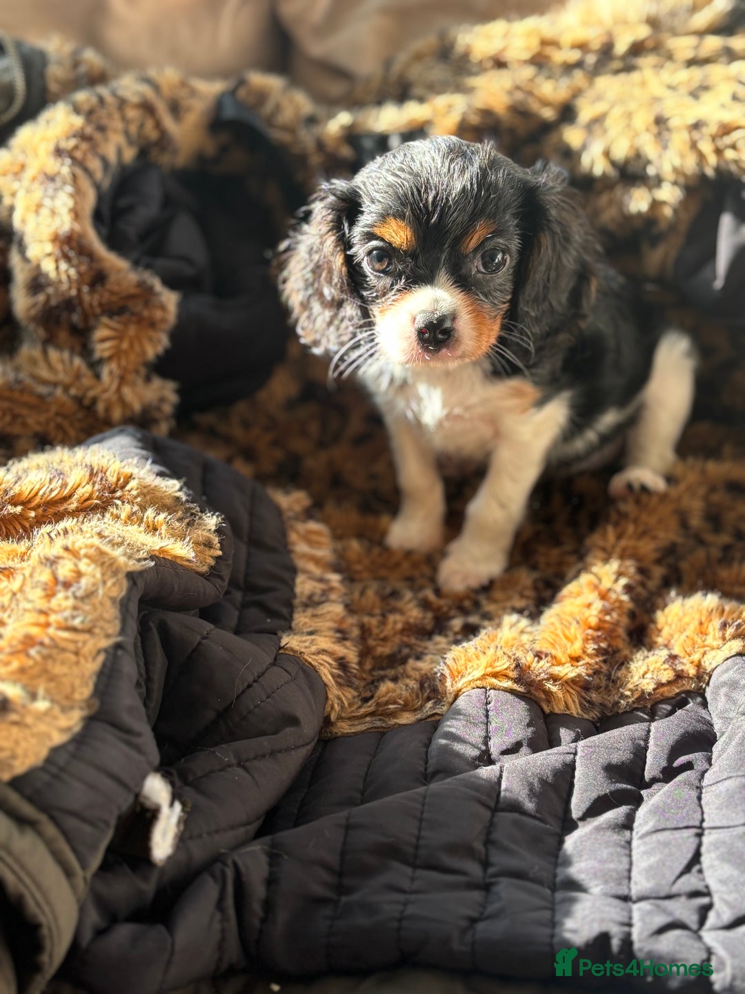 Cavalier King Charles Spaniel dogs for sale: 2 beautiful cavalier King Charles  - Image 4