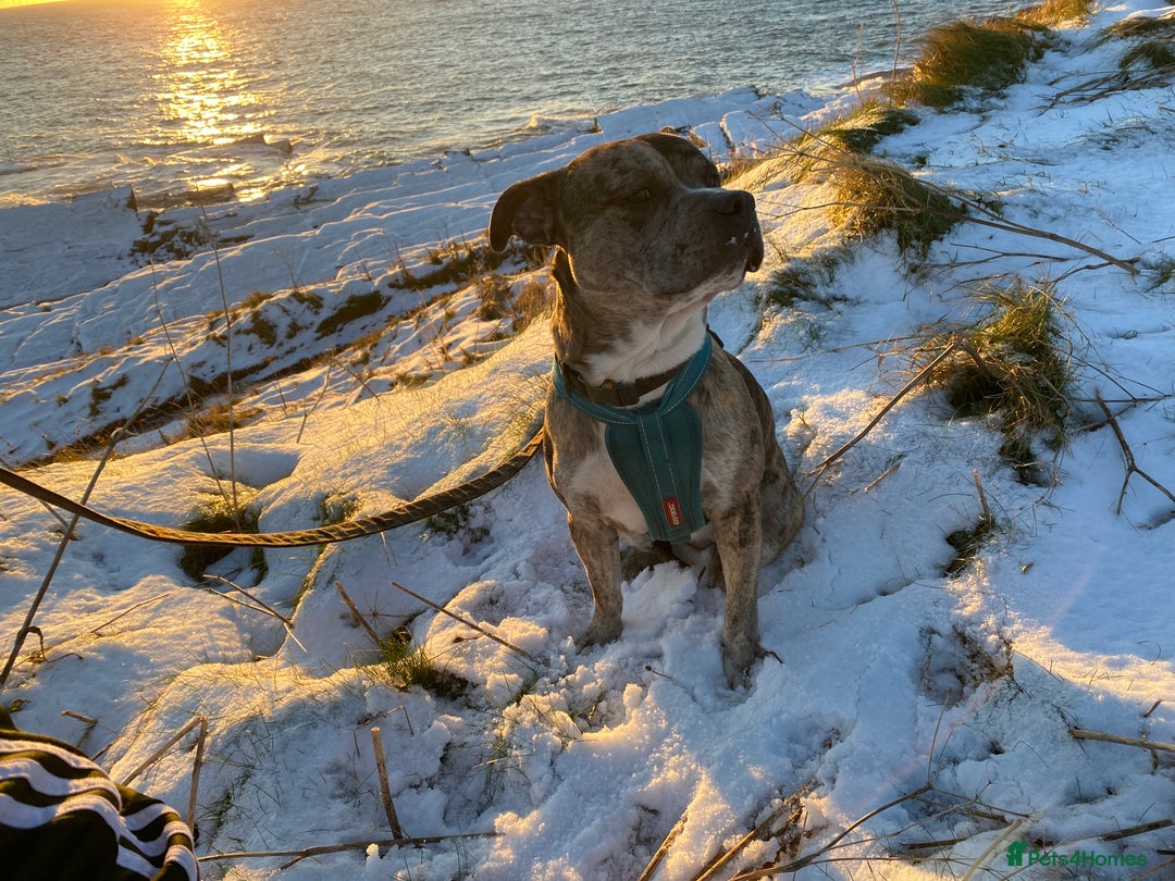 American Bull Staffy dogs for sale: Pups due 22 August  - Image 8