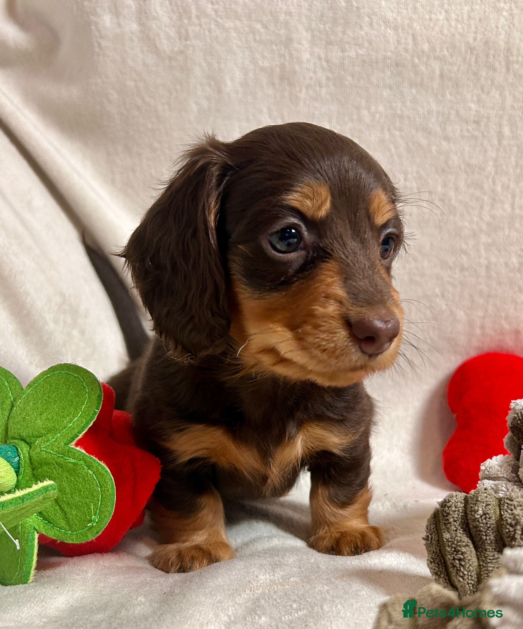 Miniature Dachshund dogs Gorgeous Mini Dachshund Puppies - Chocolate & Tan - Advert 1
