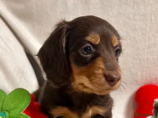 Miniature Dachshund dogs Gorgeous Mini Dachshund Puppies - Chocolate & Tan - Advert 17