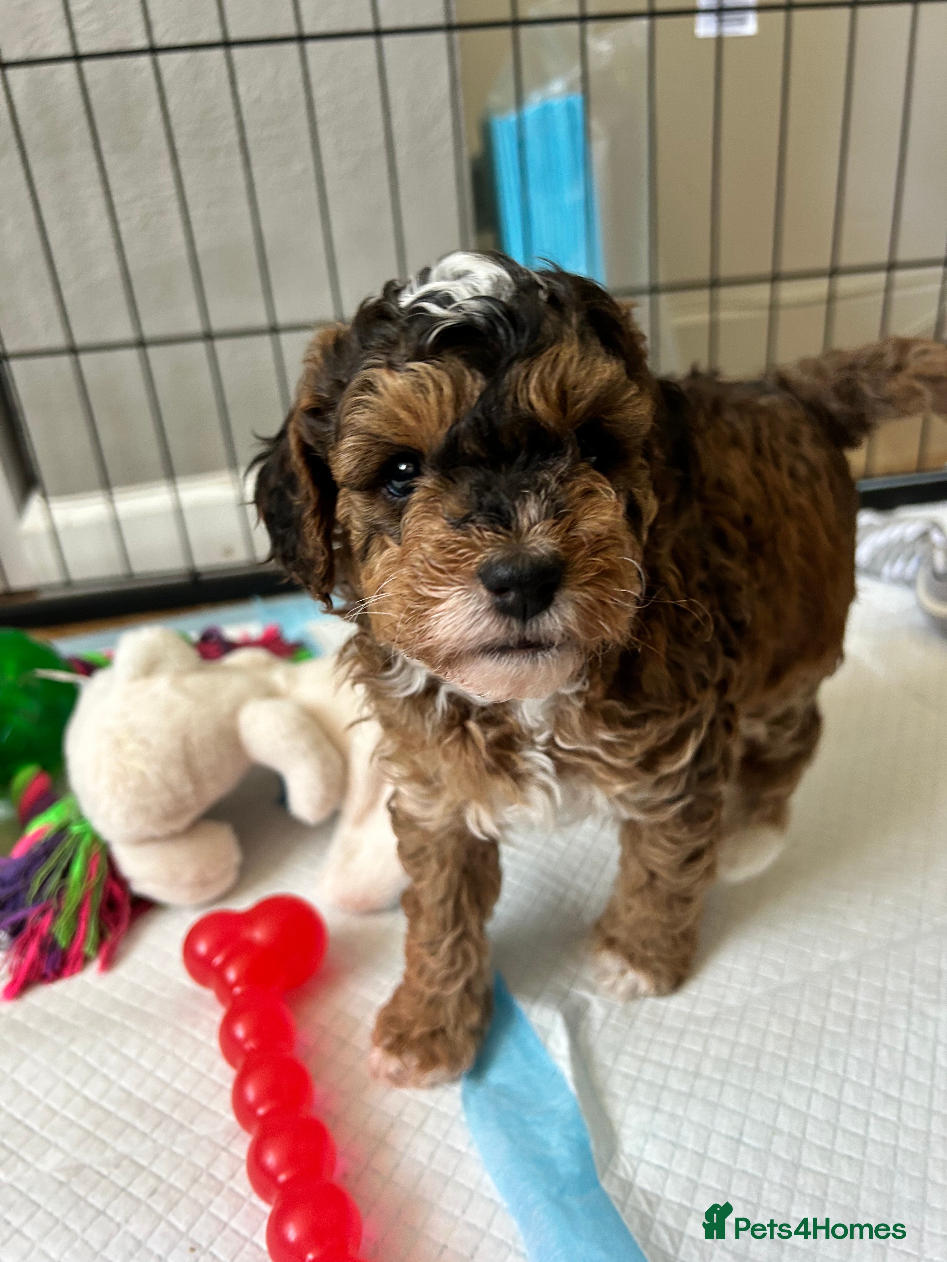 Cockapoo dogs Stunning Cockapoo Puppies Ready Soon  - Advert 1