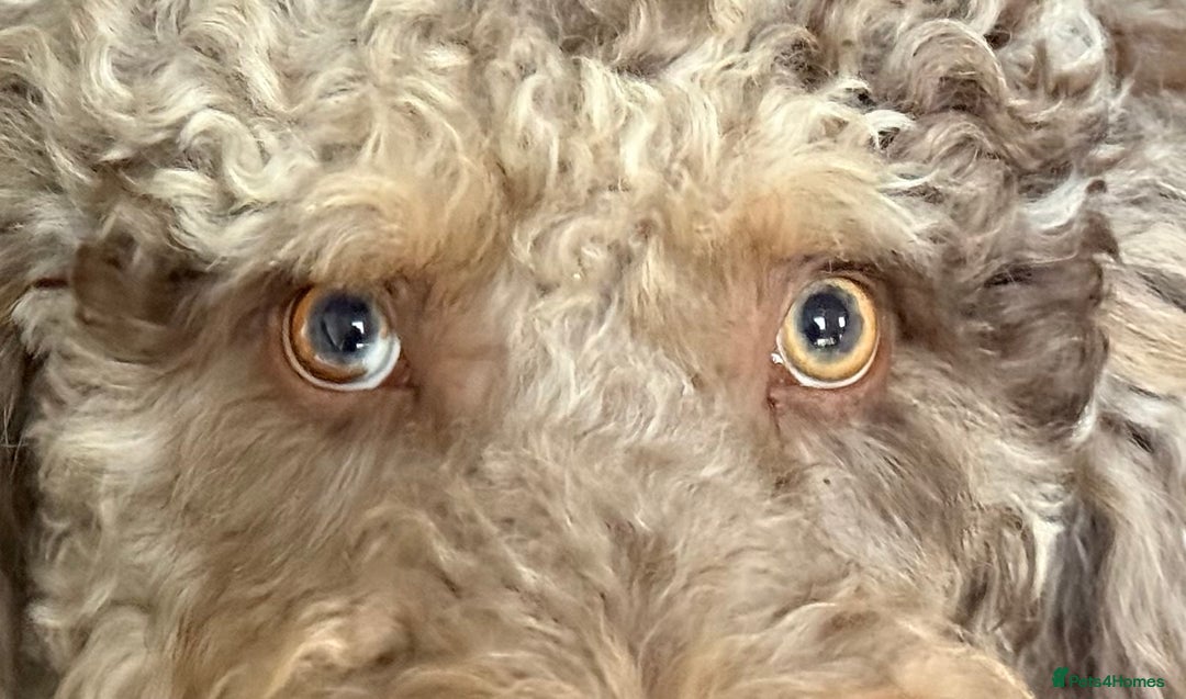 Bernedoodle dogs for sale: Ready to go Miniature Health Tested Bernedoodles  - Advert 5