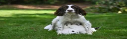 English Springer Spaniel dogs for sale: Kennel club registered Springer Spaniel Puppies - Advert 11