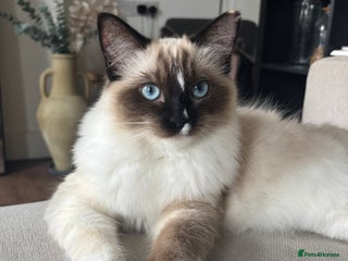 Ragdoll cats Beautiful 9-Month-Old Indoor Ragdoll - Advert 2