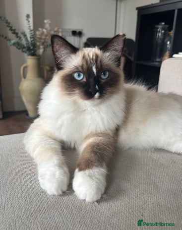 Ragdoll cats Beautiful 9-Month-Old Indoor Ragdoll - Advert 1