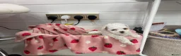 Maltipoo dogs for sale: Tiny maltipoo puppies  - Advert 22