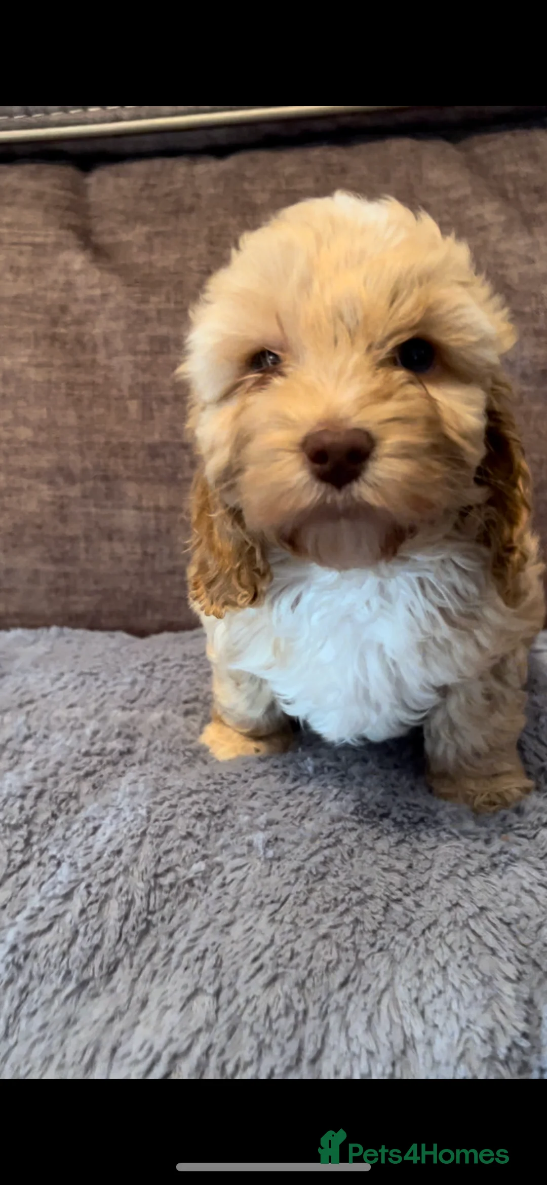 Cockapoo dogs for sale: 💕BEAUTIFUL💕 F1 Cockapoo Pups  - Advert 20