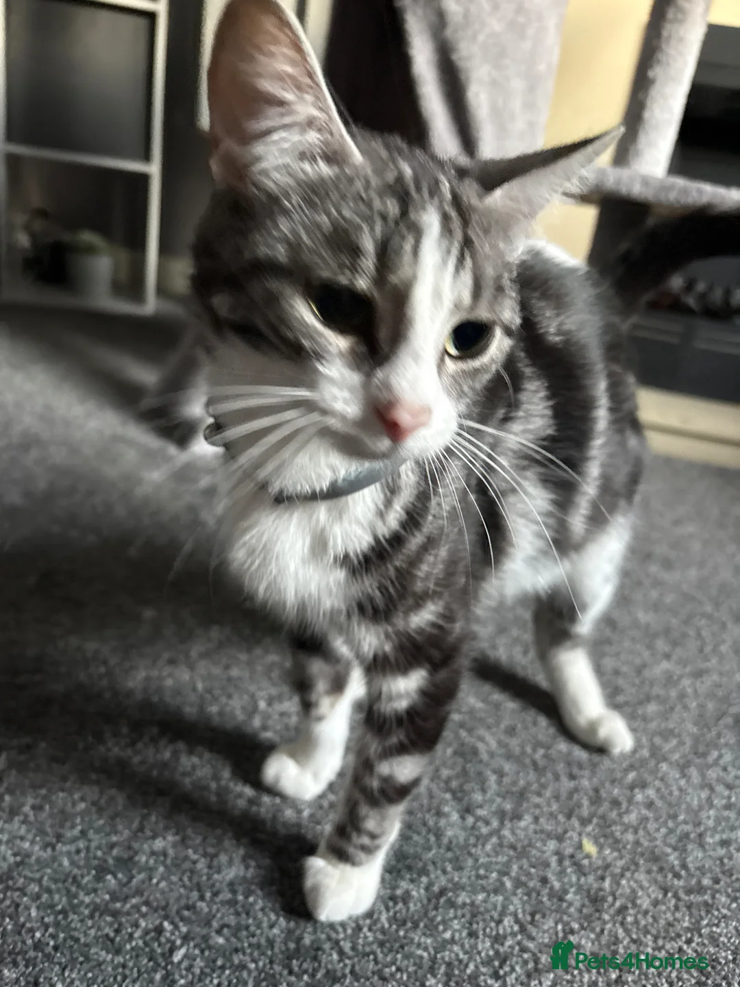 Tibetan cats for sale: Three 8 weeks old babies in Wigan - Advert 2