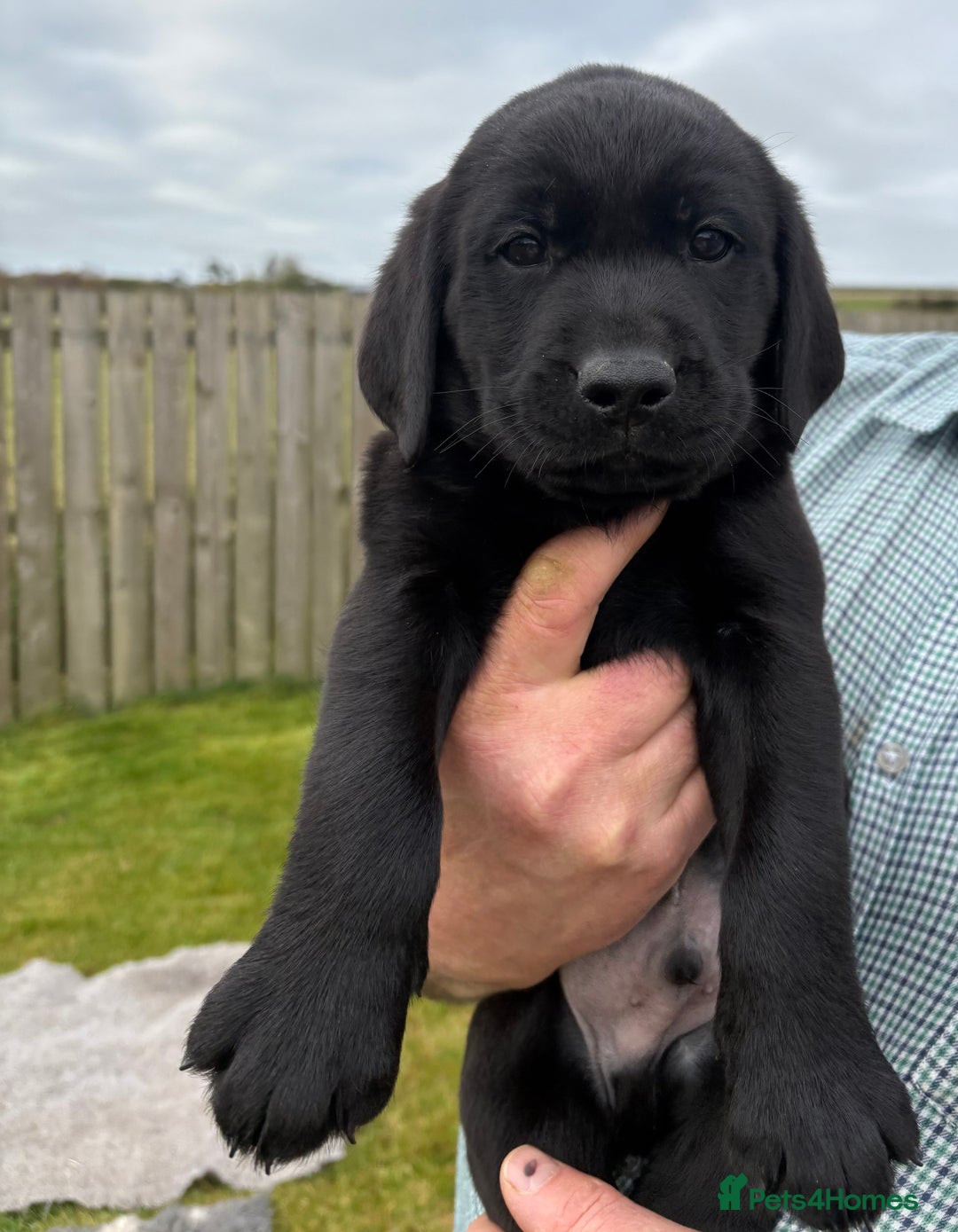 Labrador Retriever dogs for sale: Beautiful Black Labrador Puppies KC Registered  - Image 4