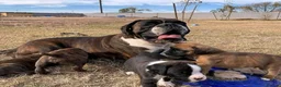 Boxer dogs for sale: !!Beautiful litter of Boxers puppies in Bath - Advert 1