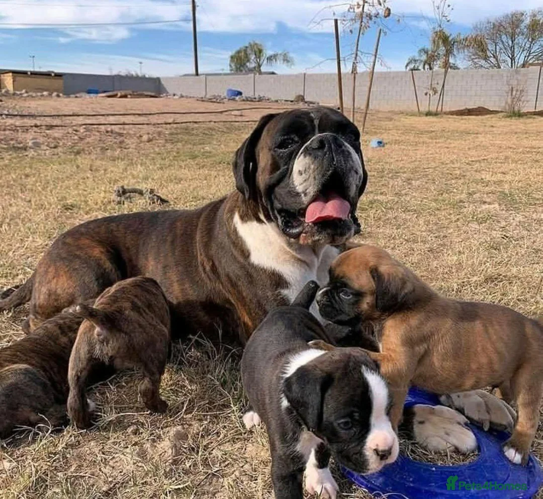 Boxer dogs for sale: !!Beautiful litter of Boxers puppies in Bath - Advert 1