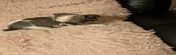 Chihuahua dogs for sale: Lovely tiny chihuahua puppies for sale  - Advert 2
