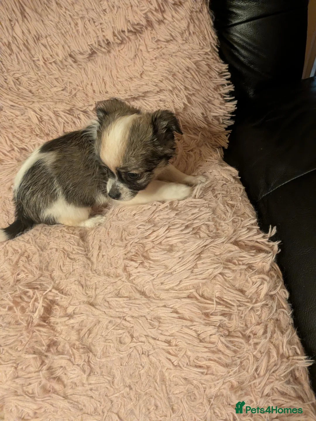 Chihuahua dogs for sale: Lovely tiny chihuahua puppies for sale  - Advert 2