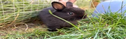 Netherland Dwarf rabbits for sale: Pure netherland dwarf  - Advert 7