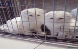 Scottish Fold cats for sale: ready now for there forever homes - Advert 17