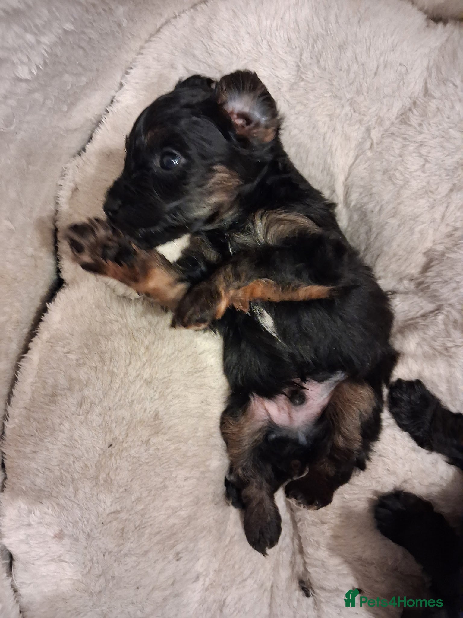 Yorkiepoo dogs Yorkiepoos  - Advert 2