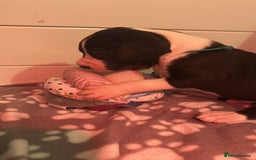 Great Dane dogs for sale: Stunning Great Dane Mantle Puppies - Image 6