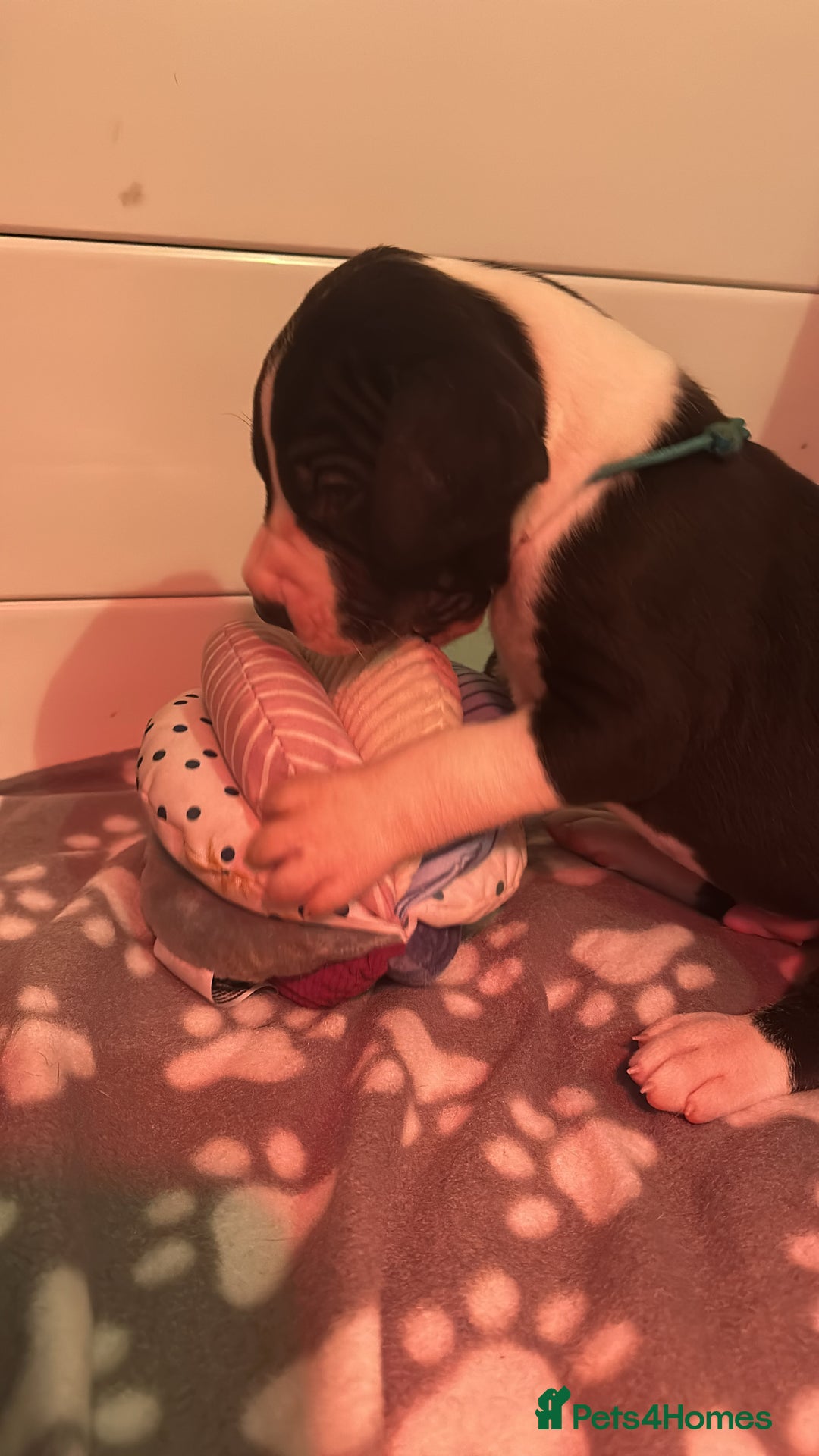 Great Dane dogs for sale: Stunning Great Dane Mantle Puppies - Image 6