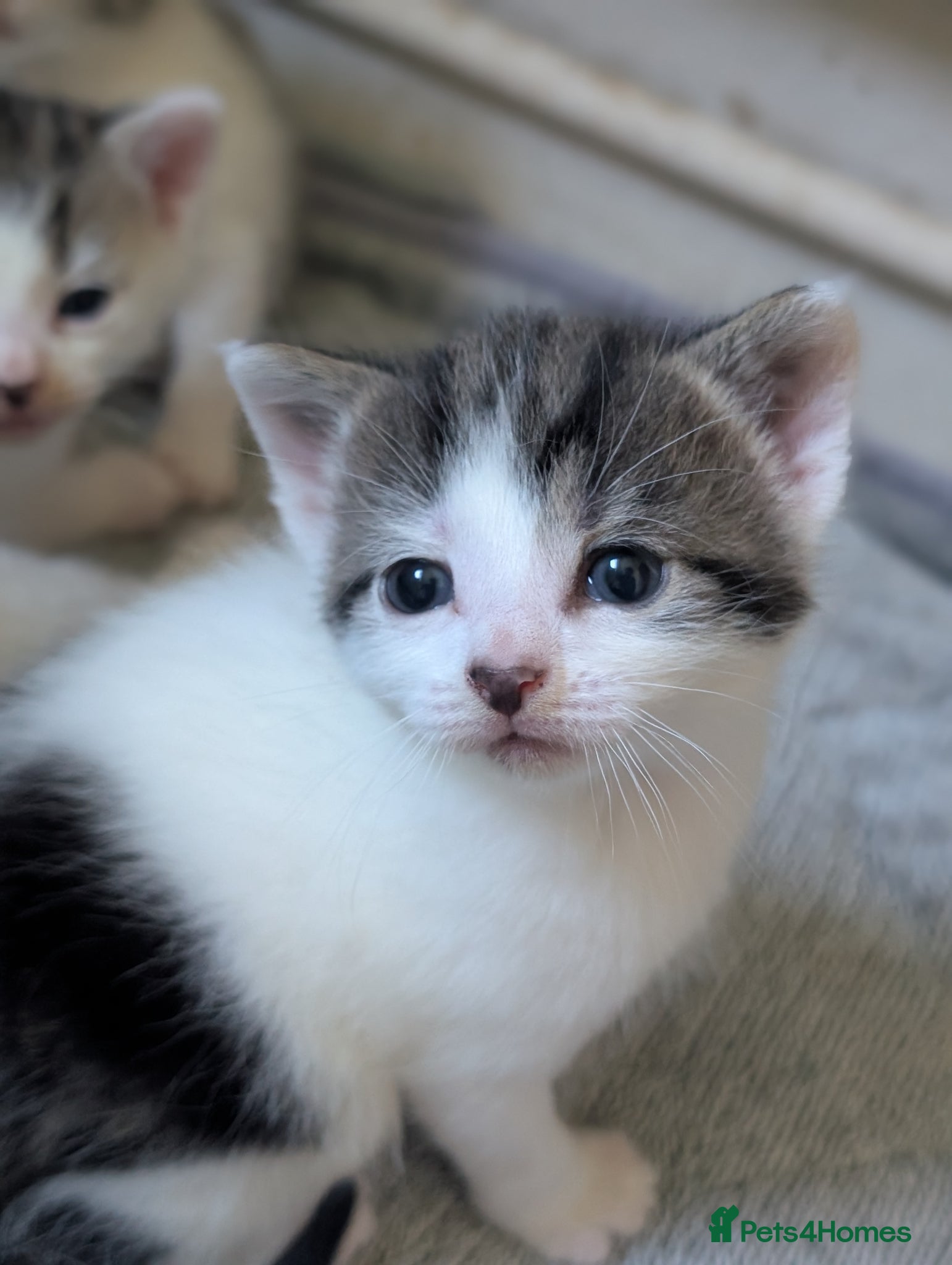 Domestic Shorthair cats Tabby/grey and white kittens! - Advert 5