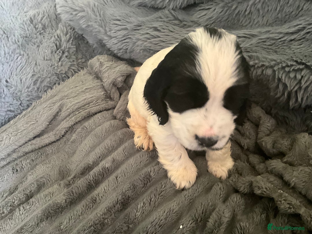 Cocker Spaniel dogs for sale: Roan English cocker spaniels  - Image 8