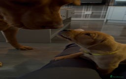 Labrador Retriever dogs for sale: Fox Red Labrador Puppies - Advert 20