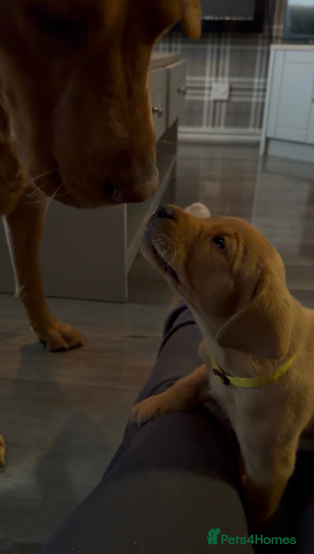 Labrador Retriever dogs for sale: Fox Red Labrador Puppies - Advert 20