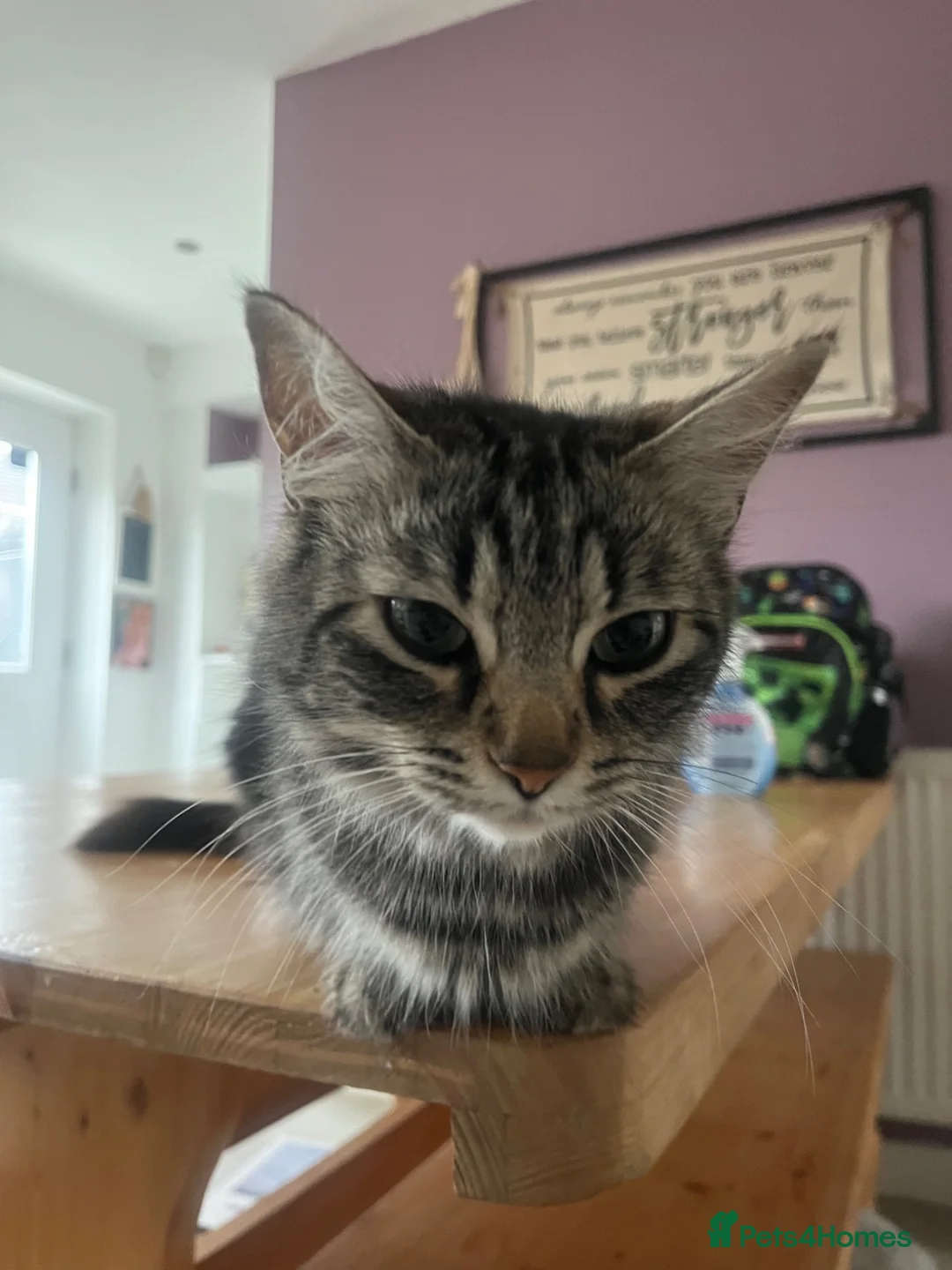 Maine Coon cats for sale: Maine Coon Kittens Looking for Homes 🐾 - Advert 1