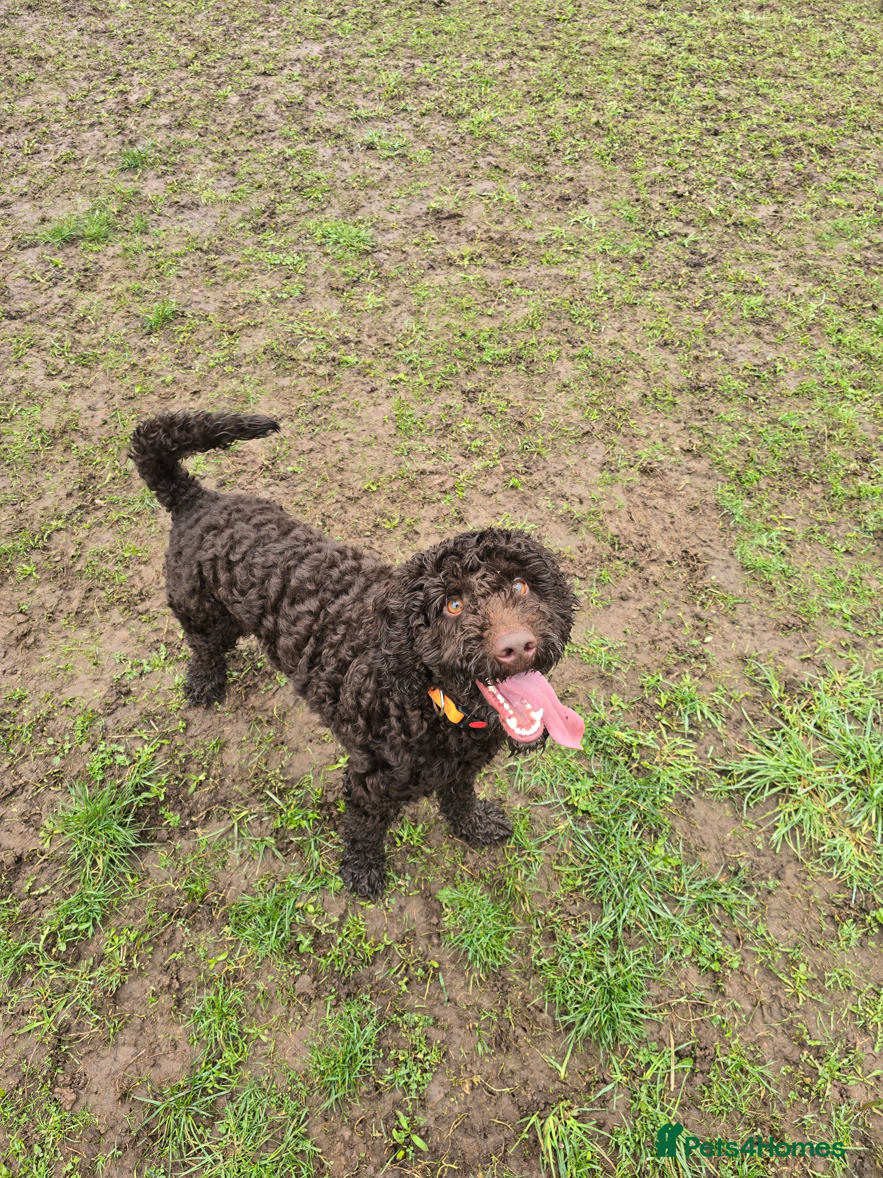 Cockapoo dogs *STILL AVAILABLE* Chocolate brown cockapoo puppy  - Advert 17