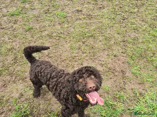 Cockapoo dogs *STILL AVAILABLE* Chocolate brown cockapoo puppy - Advert 17