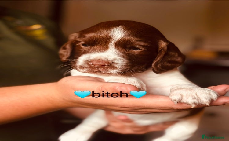 English Springer Spaniel dogs - Advert 1