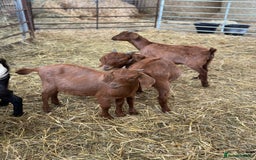 Goats livestock for sale: Boer cross Anglo Nubian  - Image 5