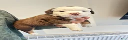 Olde English Bulldogge dogs for sale: Olde English fluffy Bulldogge puppies  - Advert 23