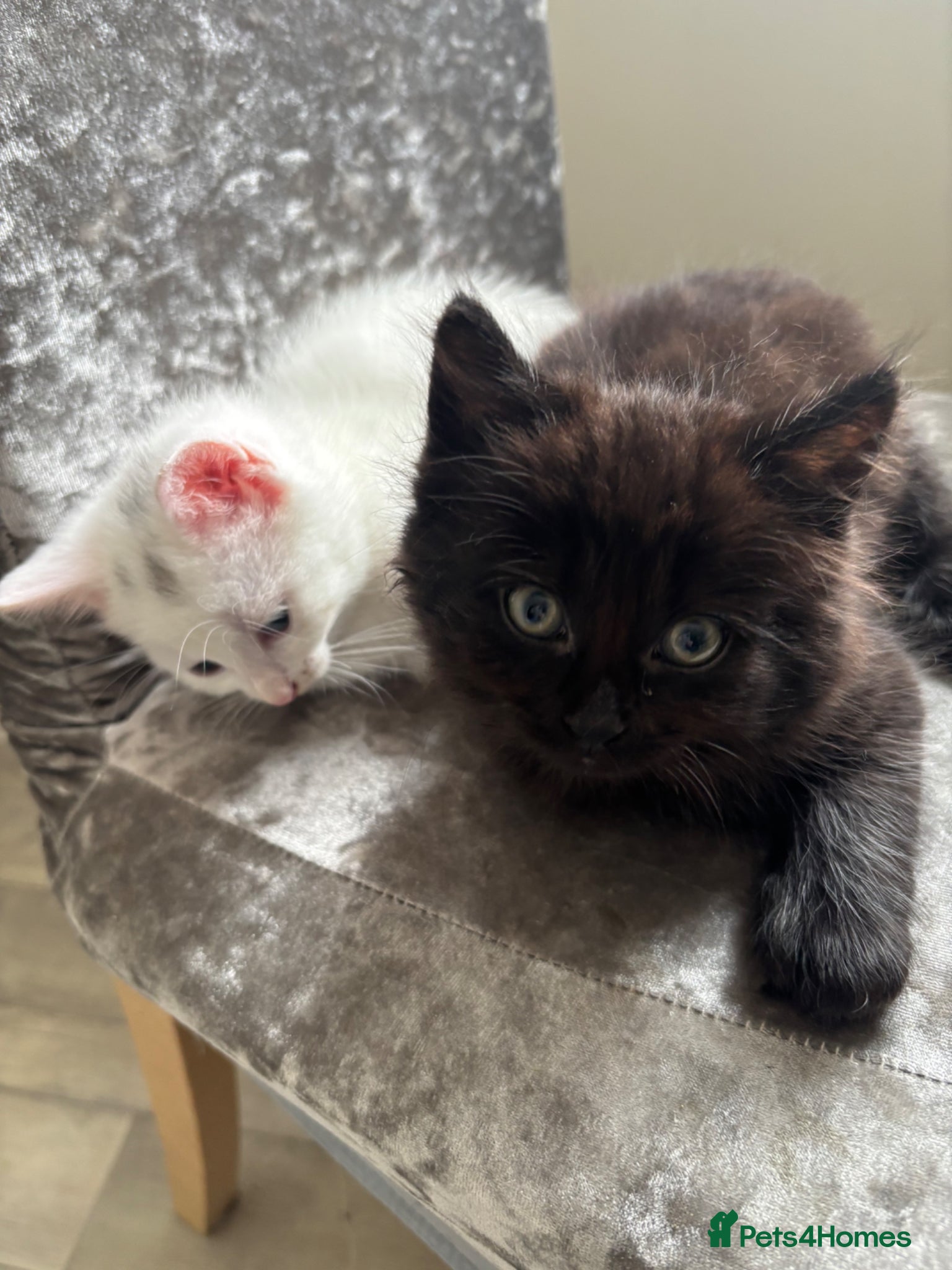 Mixed Breed cats Affectionate kittens  - Advert 1