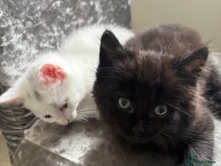 Mixed Breed cats Affectionate kittens - Advert 1