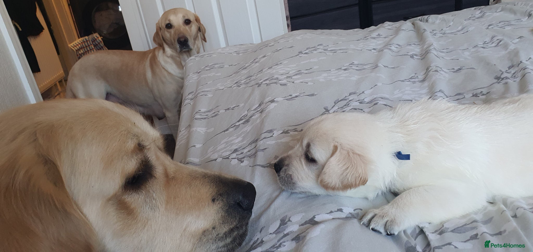 Goldador dogs Goldador puppies - Advert 17