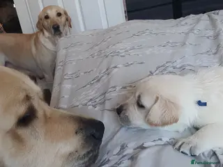 Goldador dogs Goldador puppies - Advert 17