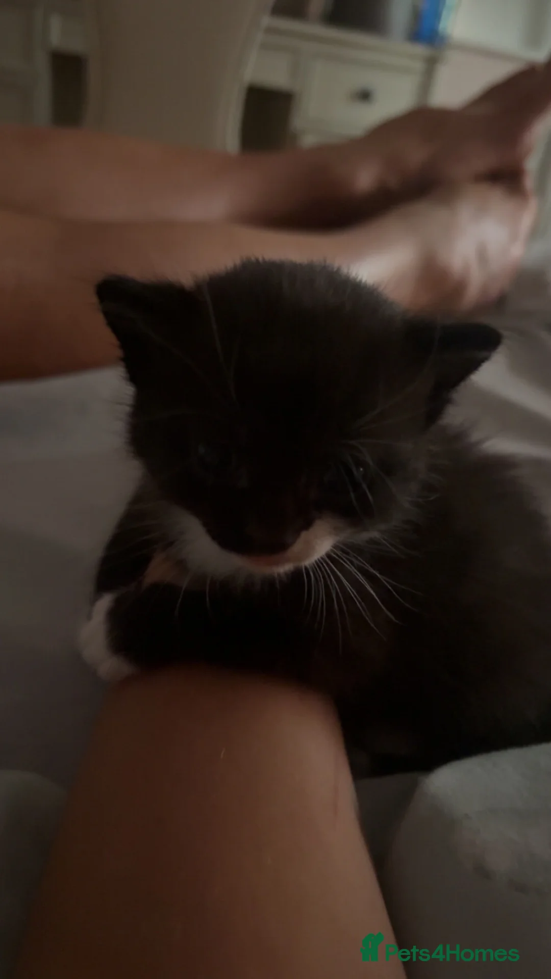 Mixed Breed cats for sale: cute kittens in Spalding - Advert 14