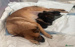 German Shepherd dogs for sale: German shepherd  - Image 8