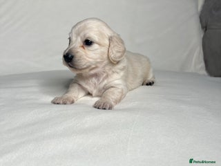 Miniature Dachshund dogs Outstanding KC registered cream mini dachshunds - Advert 3