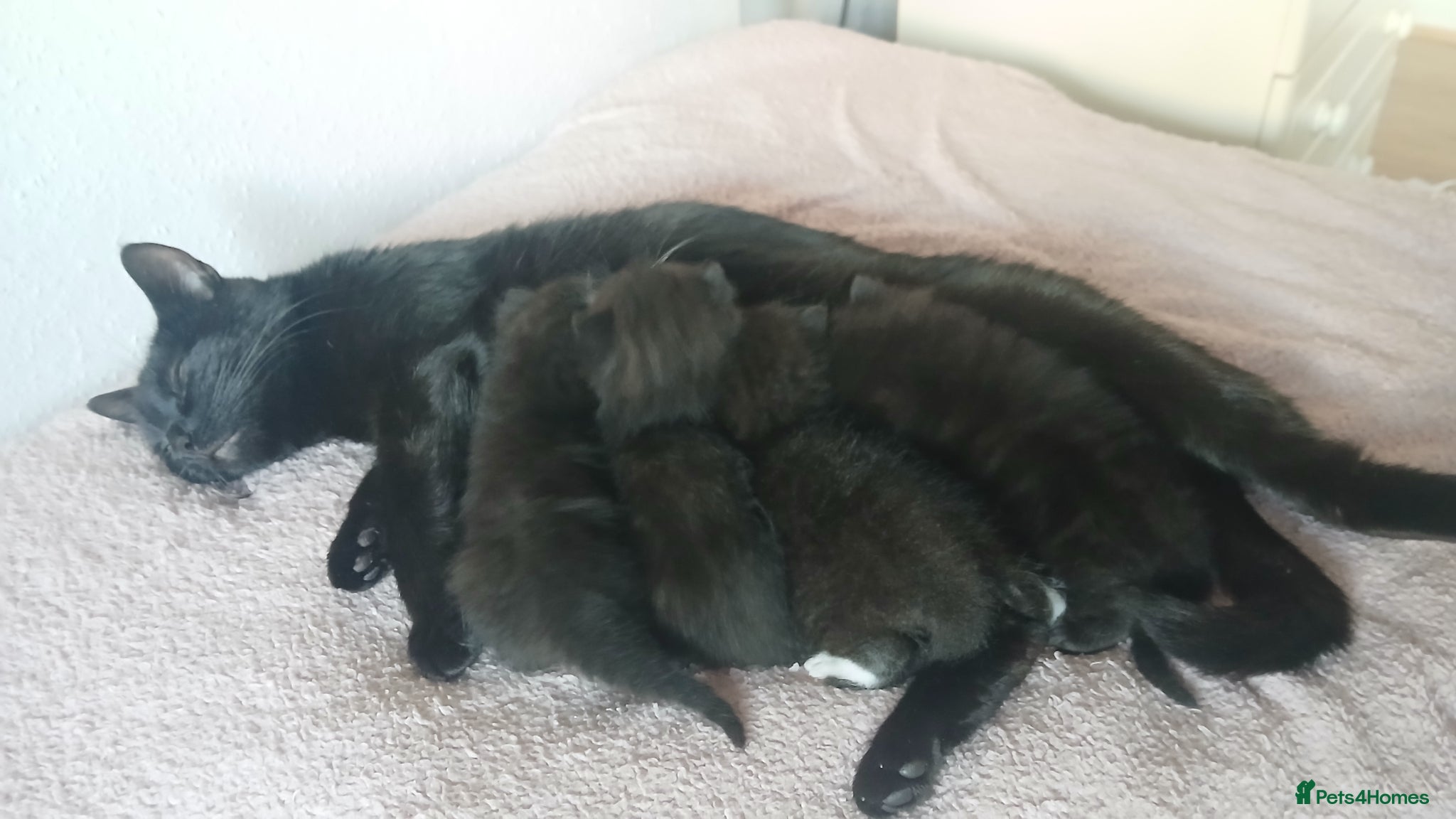 Mixed Breed cats for sale: 3 kittens available  in Wirral - Advert 5