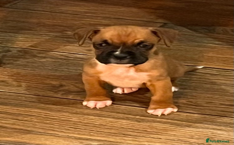 Boxer dogs - Advert 1