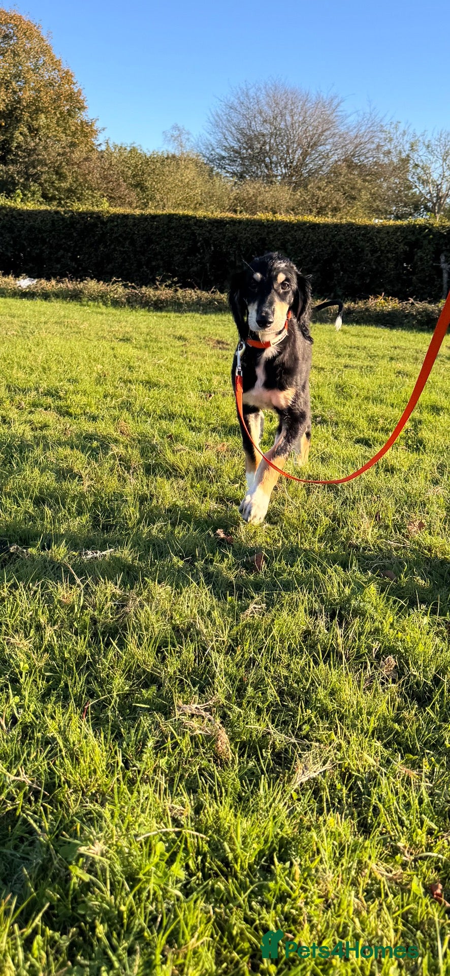 Saluki dogs Male  Saluki puppy 10 weeks old  - Advert 5