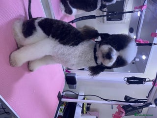 Poodle dogs in Harpenden - Advert 6