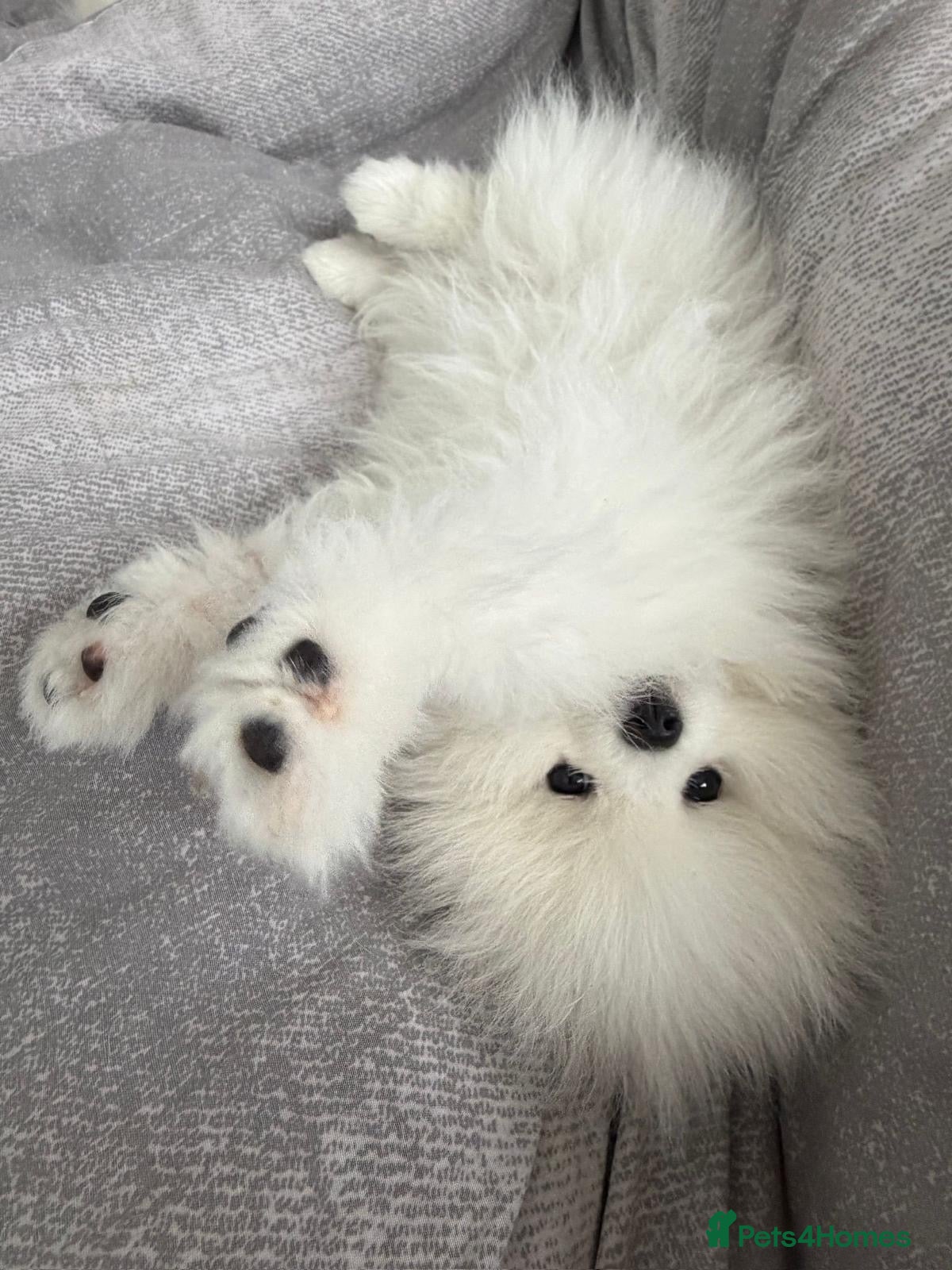 Pomeranian dogs 20 weeks old, KC registered Pomeranian Puppy - Advert 2