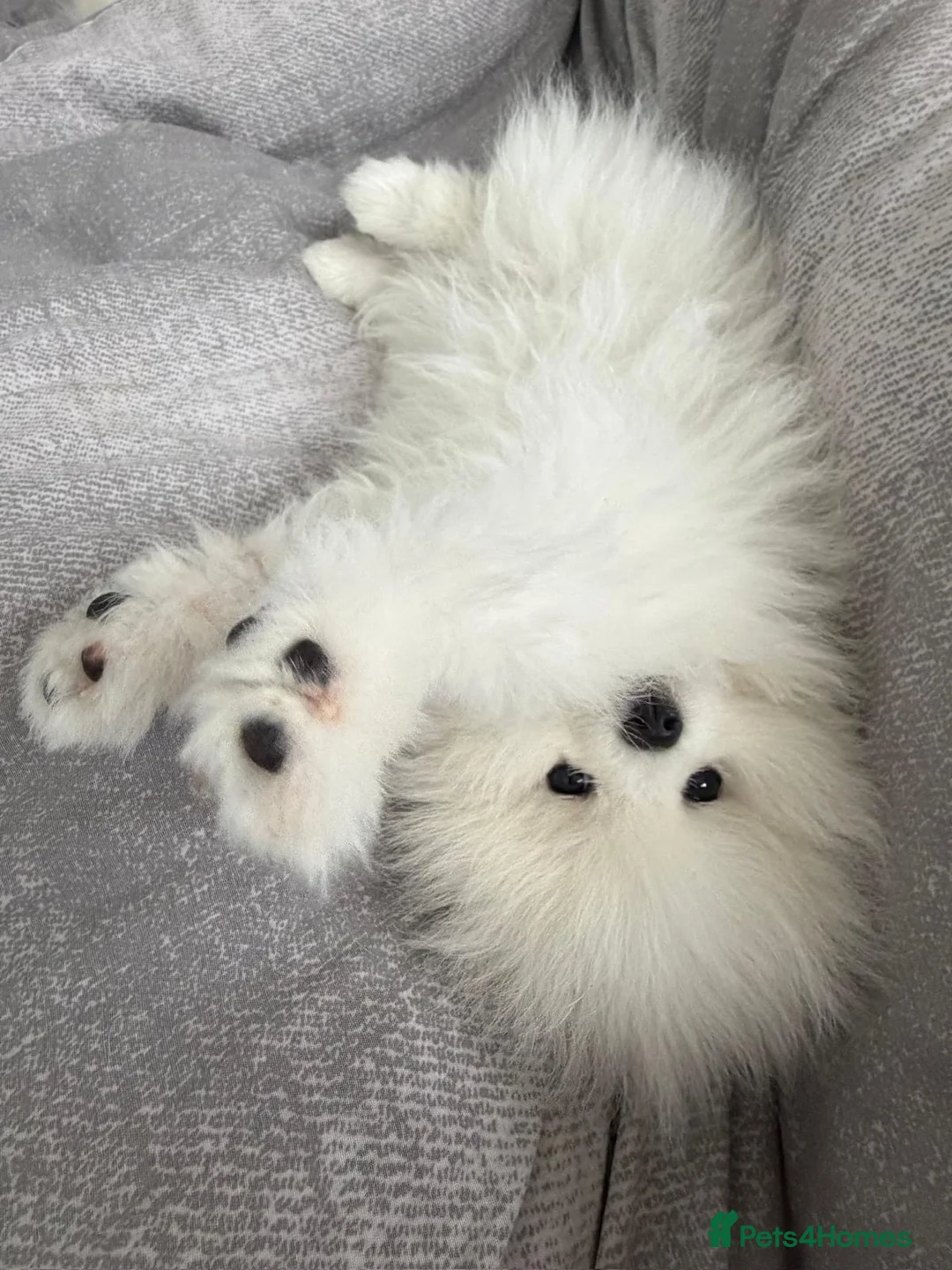 Pomeranian dogs for sale: REDUCED - KC registered Pomeranian Puppy - Advert 1