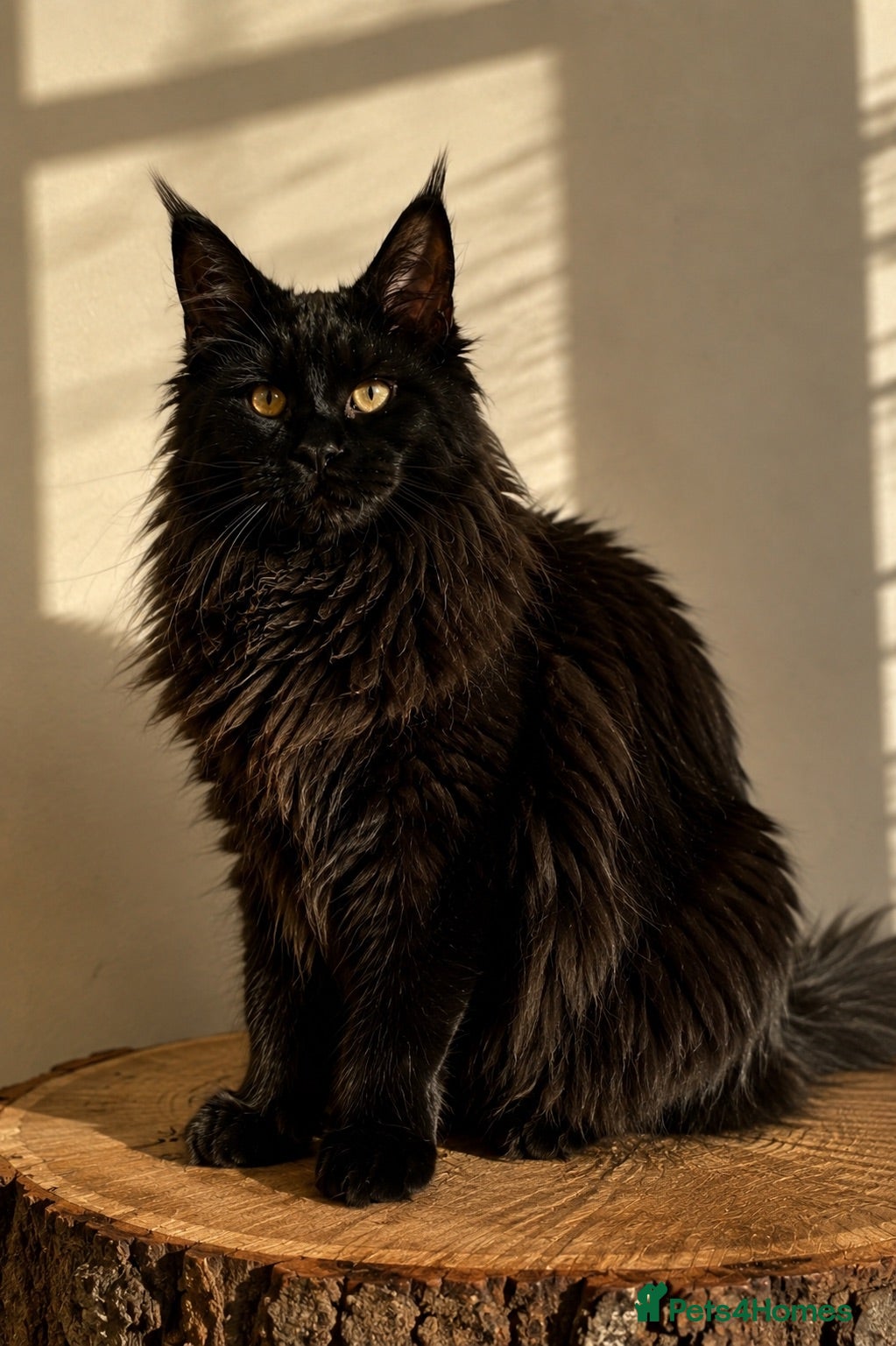 Maine Coon cats Beautiful Maine Coon females - Advert 1