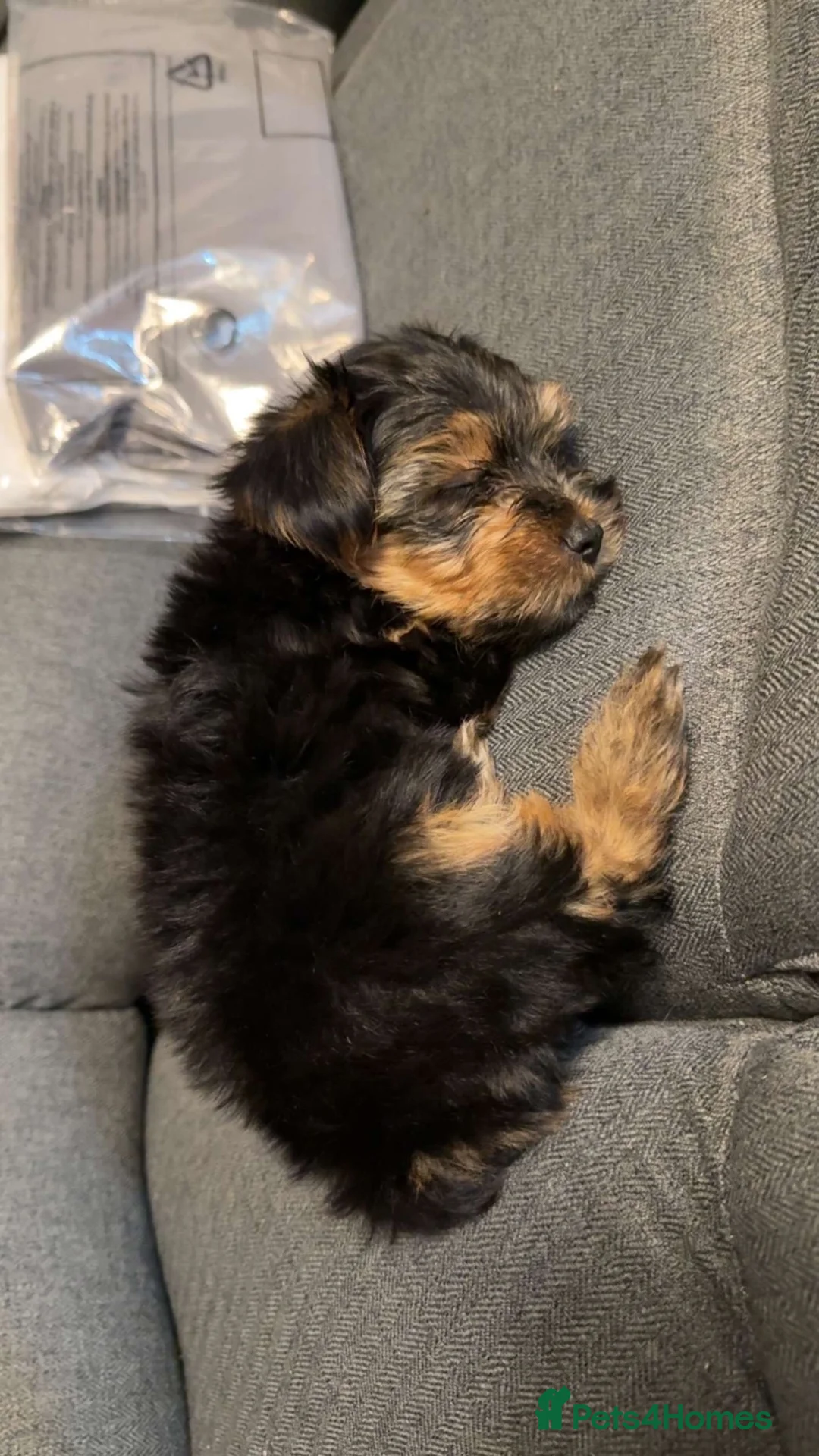Yorkshire Terrier dogs for sale: 8 Week old Male Yorkshire Terrior  - Advert 8