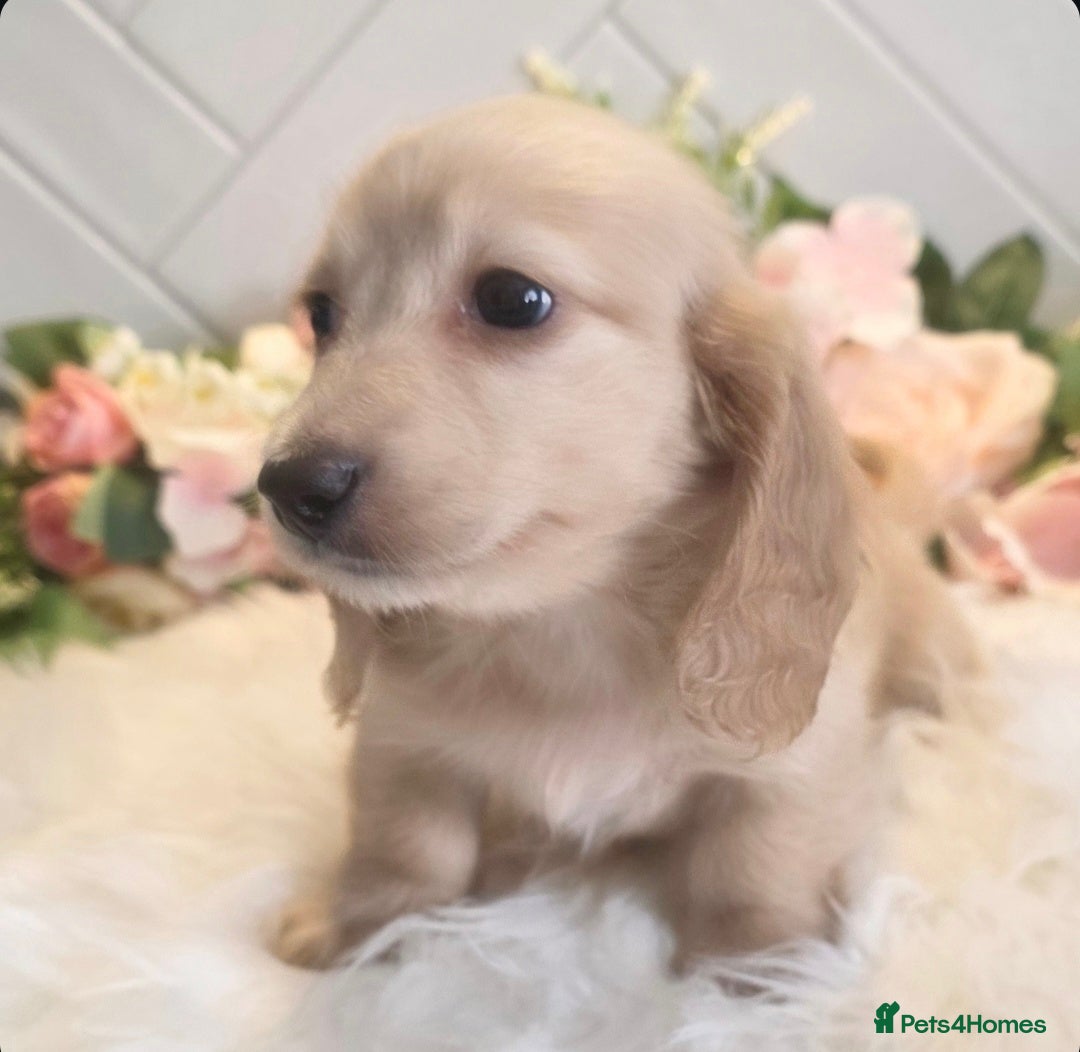 Miniature Dachshund dogs Exceptional KC Cream longcoat boy - Advert 3