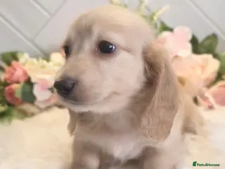 Miniature Dachshund dogs Exceptional KC Cream longcoat boy - Advert 3