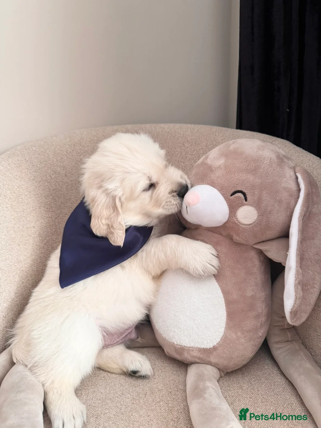 Golden Retriever dogs for sale: Exceptional Show Champion Litter   - Advert 2